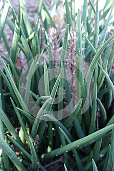 Sansevieria stuckyi plant photo