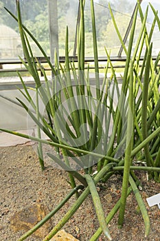 Sansevieria stuckyi plant in the tropical garden photo