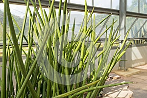Sansevieria stuckyi plant in the tropical garden photo