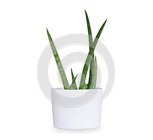 Sansevieria stuckyi in white plant pot, Ornamental plants for minimalist isolated on white background. with clipping path photo