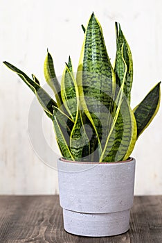 Sansevieria Trifaciata also called Mother-in-Law's Tongue or Snake plant