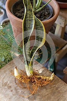 Sansevieria Trifasciat plant with pups