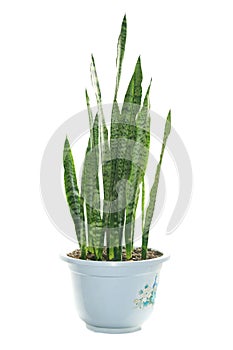 Sansevieria trifasciata