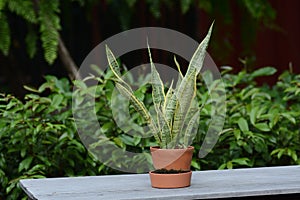 Sansevieria trifasciata Dracaenaceae Garden plant photo