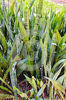 Sansevieria trifasciata flower