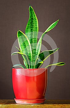 Sansevieria trifasciata in flowerpot