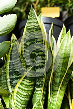 Sansevieria trifasciata Futura Superba or Dracaena trifasciata photo