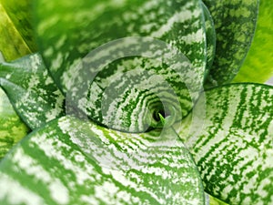 Sansevieria trifasciata Hahnii - houseplant, close up.