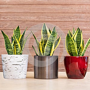 Sansevieria trifasciata Laurentii - Variegated Snake Plant