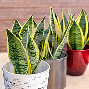 Sansevieria trifasciata Laurentii - Variegated Snake Plant