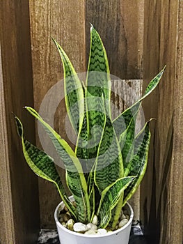 sansevieria trifasciata leaves tree in white pot wooden background. interior house use green plant for ozone