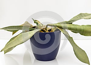 Sansevieria Trifasciata moonshine snakeplant dying plant photo