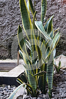 A Sansevieria trifasciata plant