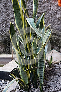 A Sansevieria trifasciata plant