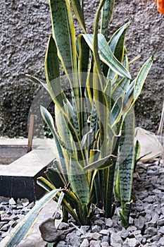 The Sansevieria trifasciata plant