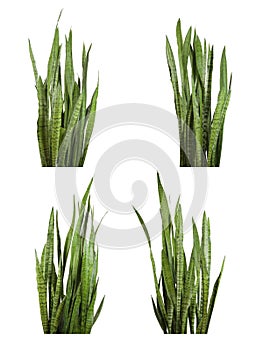 Sansevieria trifasciata plant (snake plant)