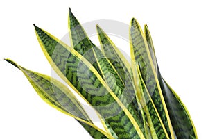 Sansevieria trifasciata plant. It is a succulent plant from the Agavaceae family, native to eastern tropical Africa photo