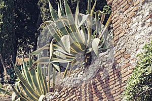 Sansevieria trifasciata Prain - plant on the background of the brick wall of amphitheatre in Taormina, Sicily, Italy photo