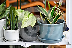 Sansevieria trifasciata Prain, Snake plant or Mother in laws tongue and Arrowhead Vine photo