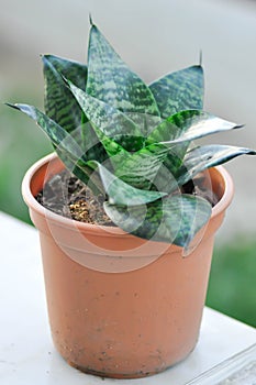 Sansevieria trifasciata Prain, Snake plant or Mother in laws tongue and Arrowhead Vine photo