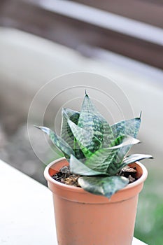 Sansevieria trifasciata Prain, Snake plant or Mother in laws tongue and Arrowhead Vine photo