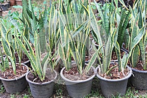 Sansevieria trifasciata prain or snake plants  in black pot on ground garden background