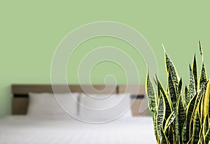 Sansevieria trifasciata or Snake plant in the bedroom