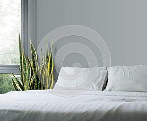 Sansevieria trifasciata or Snake plant in the bedroom