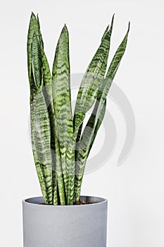 Sansevieria trifasciata Snake Plant in gray pot with white background photo