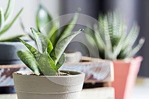 Sansevieria trifasciata or Snake plant in pot photo