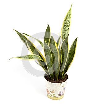 Sansevieria trifasciata or Snake plant in pot on a white background