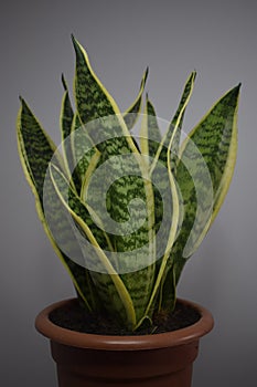Sansevieria trifasciata, succulent