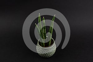 sansevieria velvet touchz in ceramic planter with black background  top view