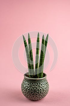 sansevieria velvet touchz in ceramic planter with pink background