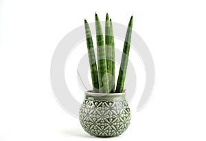 sansevieria velvet touchz in ceramic planter with white background