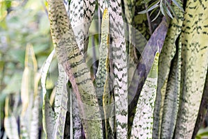 Sansevieria Zeylanica Snake Plant Or Mother-In-Law's Tongue Natural Patterns on Green Foliage Background.