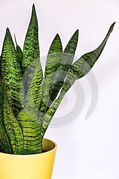 Sansevieria zeylanica in yellow pot. photo