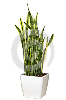 Sansevieriya houseplant in a large white pot photo