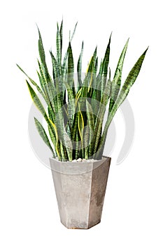 Sansevieriya houseplant, Snake plant, Lignmagkr in a pot large white isolated on white background