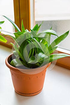 Sansevieriya stand on windowsill