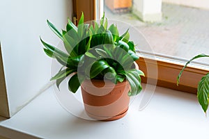 Sansevieriya stand on windowsill