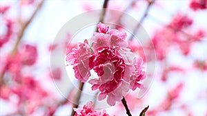 Sansho Bird Eating Cherry Blossoms