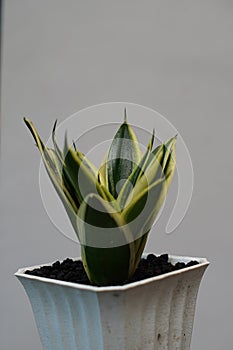 A Sansivera golden hahnii plant