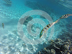 Sant underwater in maledives