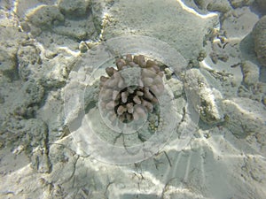 Sant underwater in maledives