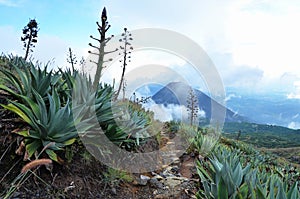 Santa Ana and Yzalco volcanos