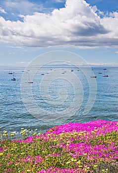 Santa Barbara Anchorage and Flowers