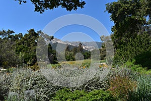 Santa Barbara Botanical Garden Landscape on a Spring Day