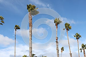 Santa Barbera windy palm trees photo