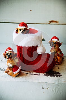 santa christmas dog in a red boot